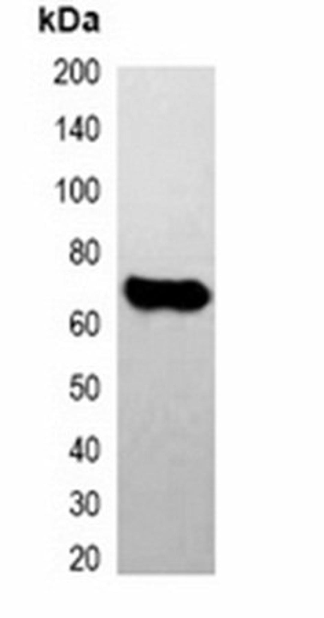 Western blot analysis of 293T cell lysate using E2-tag antibody