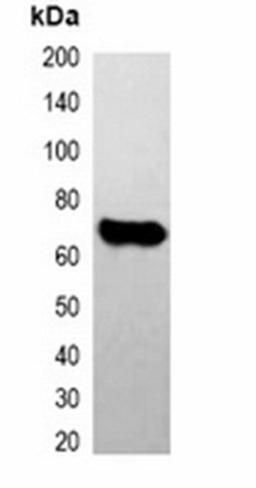 Western blot analysis of 293T cell lysate using E2-tag antibody