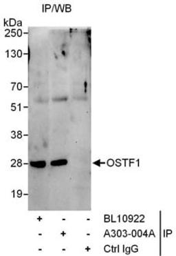 Detection of human OSTF1 by western blot of immunoprecipitates.