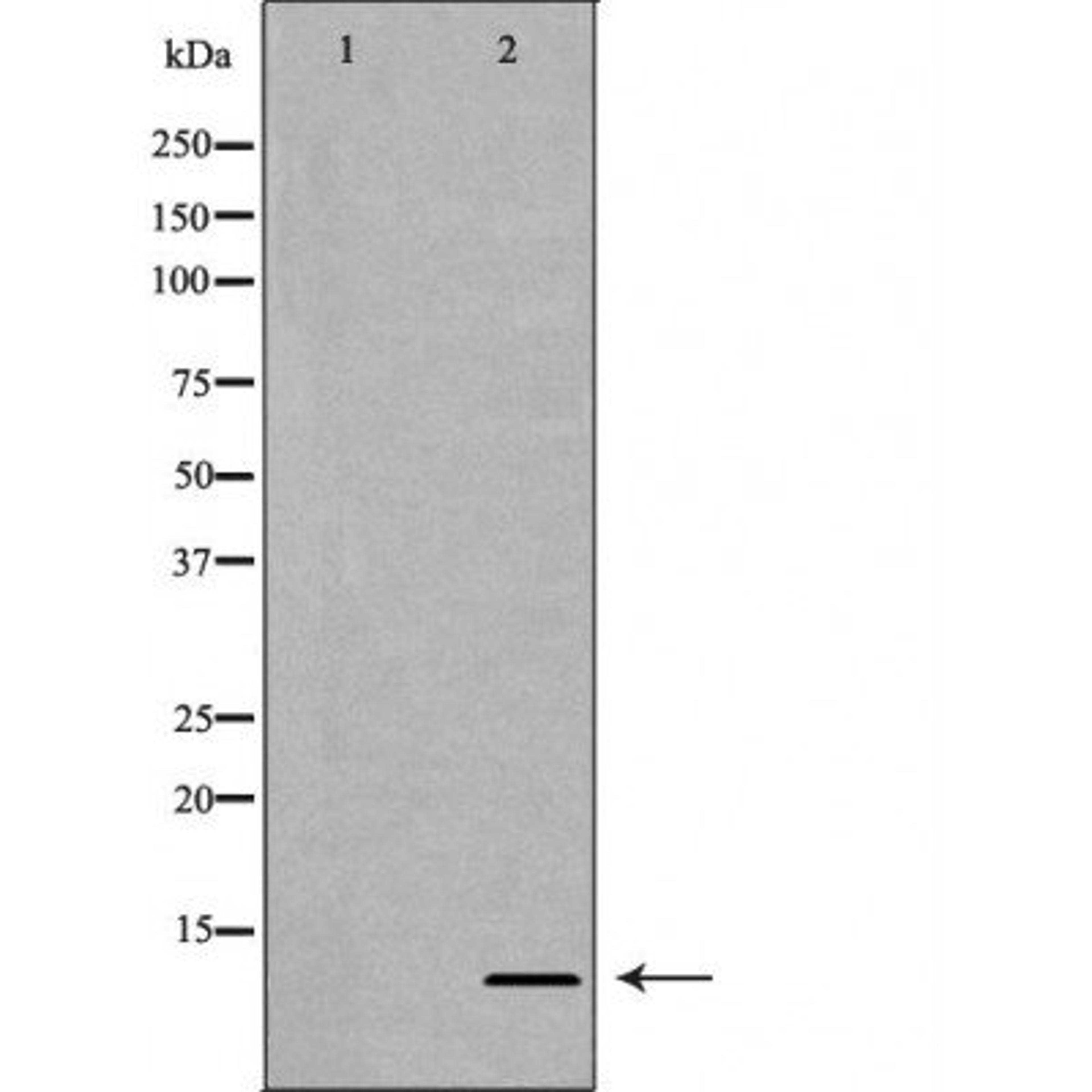 Western blot analysis of HeLa cell line and H3 protein expressed in E.coli using Histone H4R3me2a antibody