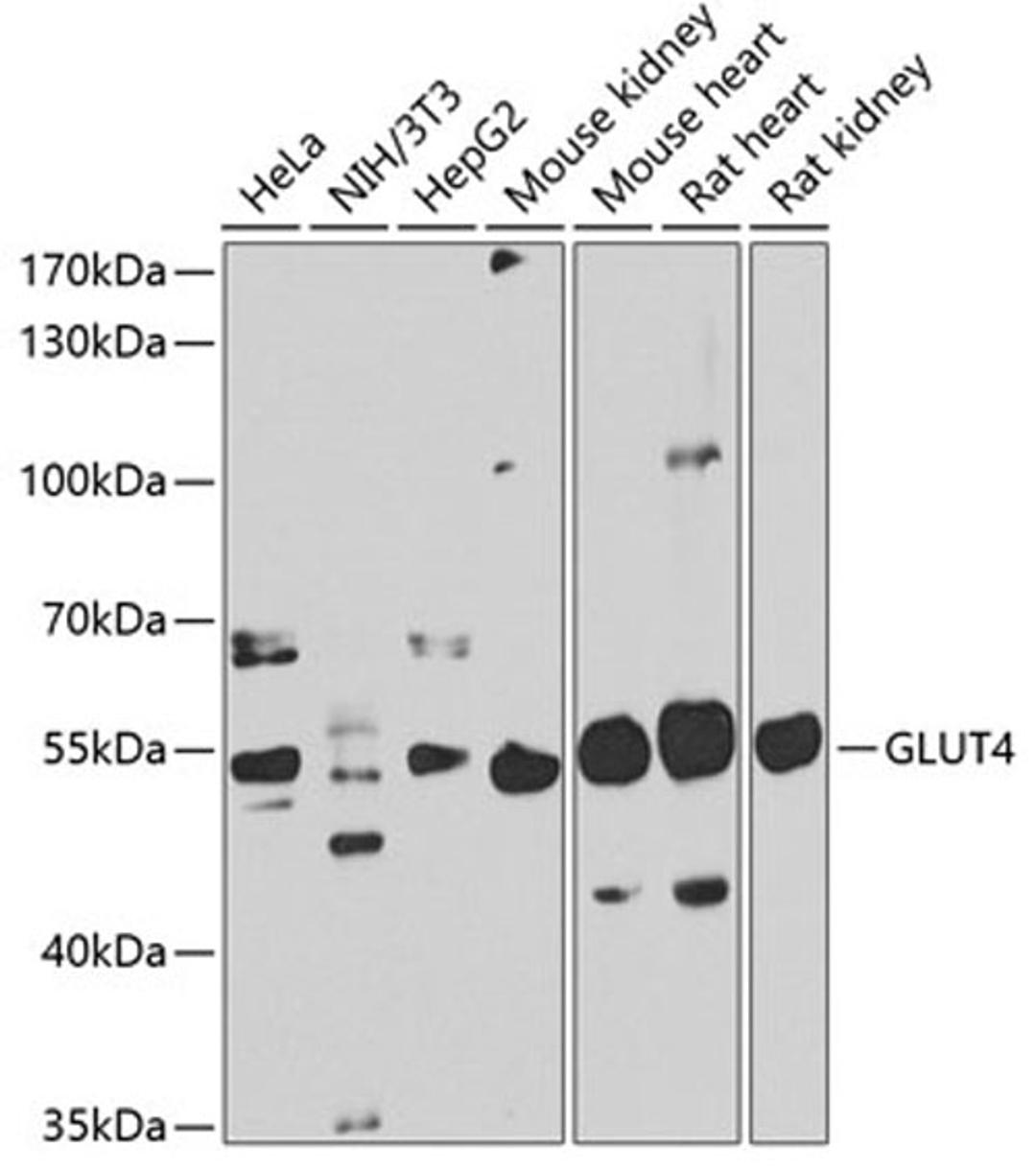 Western blot - GLUT4 antibody (A7637)