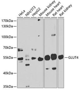 Western blot - GLUT4 antibody (A7637)