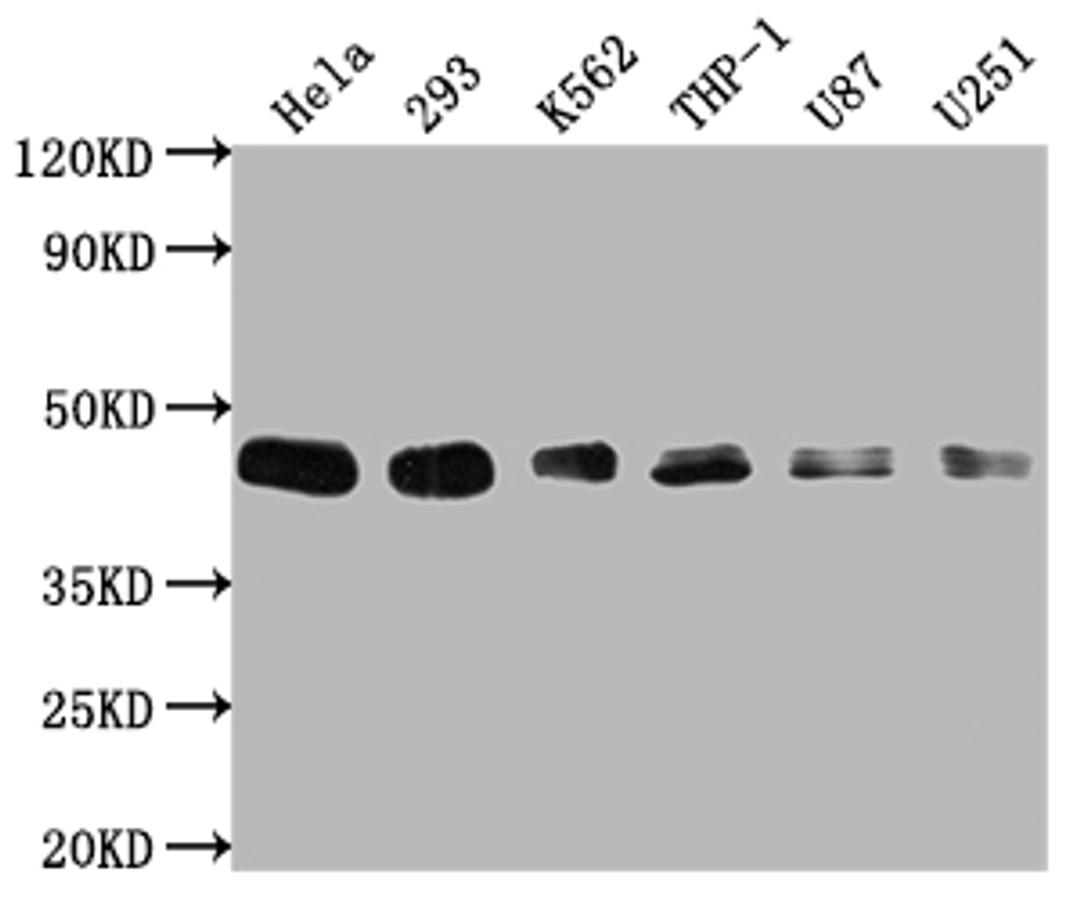 Western Blot. Positive WB detected in: Hela whole cell lysate, 293 whole cell lysate, K562 whole cell lysate, THP-1 whole cell lysate, U87 whole cell lysate, U251 whole cell lysate. All lanes: BMI1 antibody at 1:2000. Secondary. Goat polyclonal to rabbit IgG at 1/50000 dilution. Predicted band size: 37 kDa. Observed band size: 45 kDa.