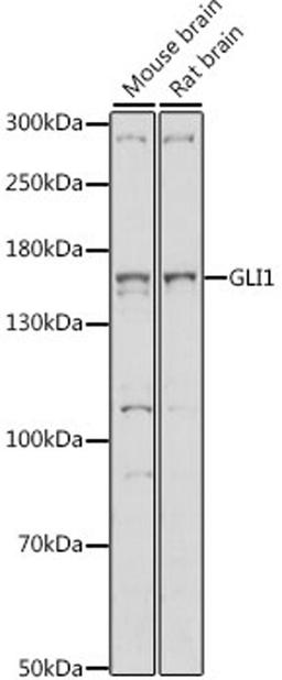 Western blot - GLI1 antibody (A14675)