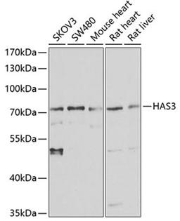 Western blot - HAS3 antibody (A13498)