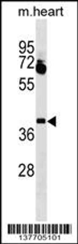 Western blot analysis in mouse heart tissue lysates (35ug/lane).