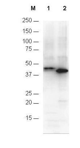 Western blot analysis of His-tagged recombinant proteins using 6X HIS EPITOPE TAG antibody