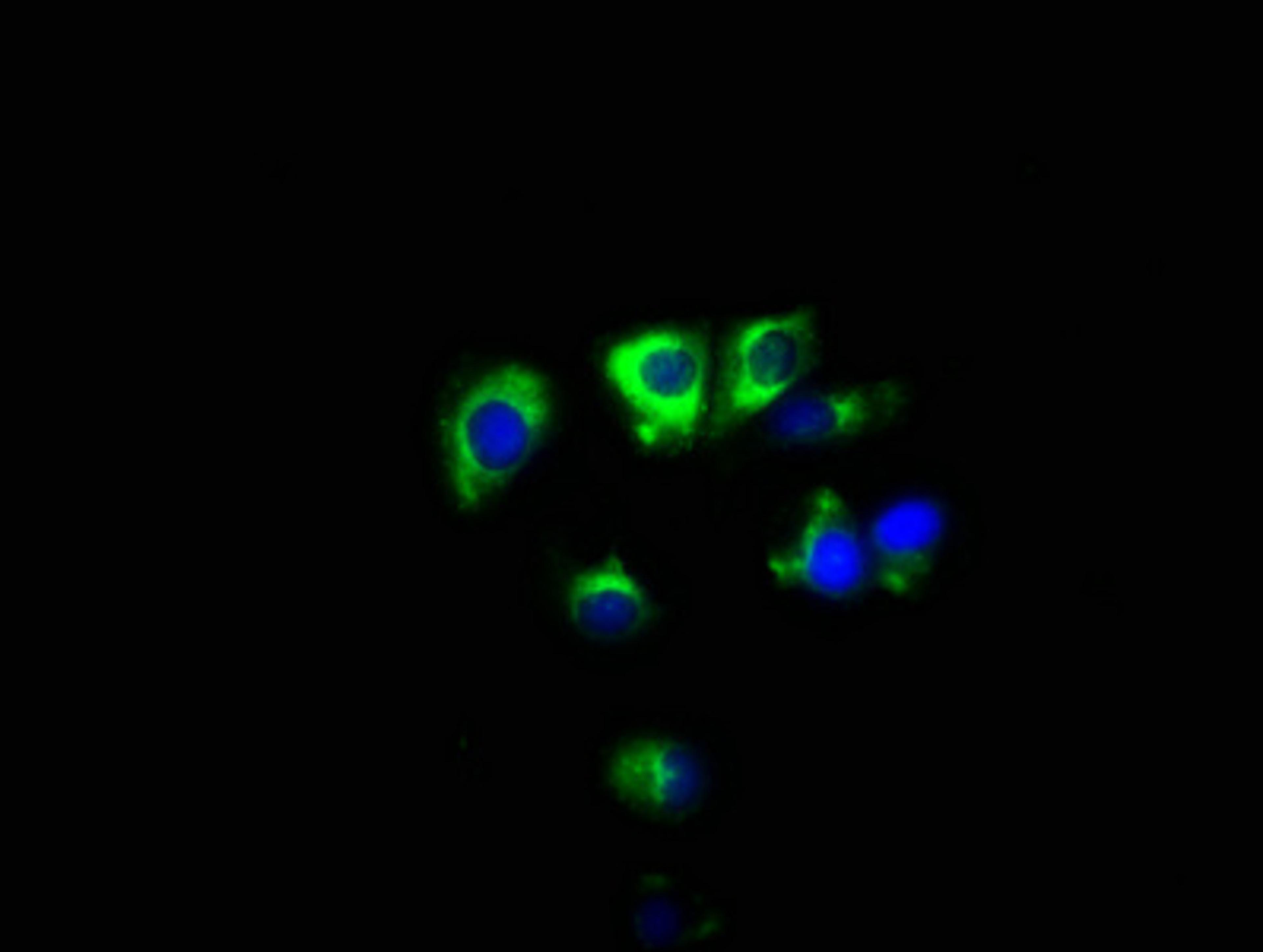 Immunofluorescence staining of MCF-7 cells with CSB-PA023023LA01HU at 1:100, counter-stained with DAPI. The cells were fixed in 4% formaldehyde, permeabilized using 0.2% Triton X-100 and blocked in 10% normal Goat Serum. The cells were then incubated with the antibody overnight at 4°C. The secondary antibody was Alexa Fluor 488-congugated AffiniPure Goat Anti-Rabbit IgG(H+L).