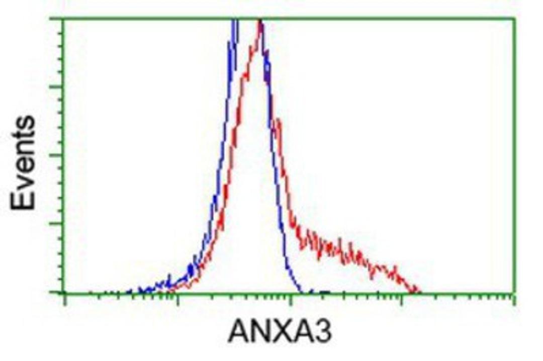 Flow Cytometry: Annexin A3 Antibody (1A5) [NBP2-03374] - HEK293T cells transfected with either overexpression plasmid (Red) or empty vector control plasmid (Blue) were immunostained by anti-Annexin A3 antibody, and then analyzed by flow cytometry.