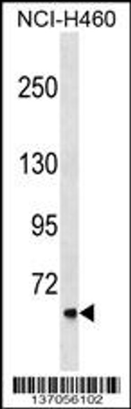 Western blot analysis in NCI-H460 cell line lysates (35ug/lane).