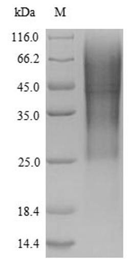 The reducing (R) protein migrates as 60 kDa in SDS-PAGE may be due to glycosylation.