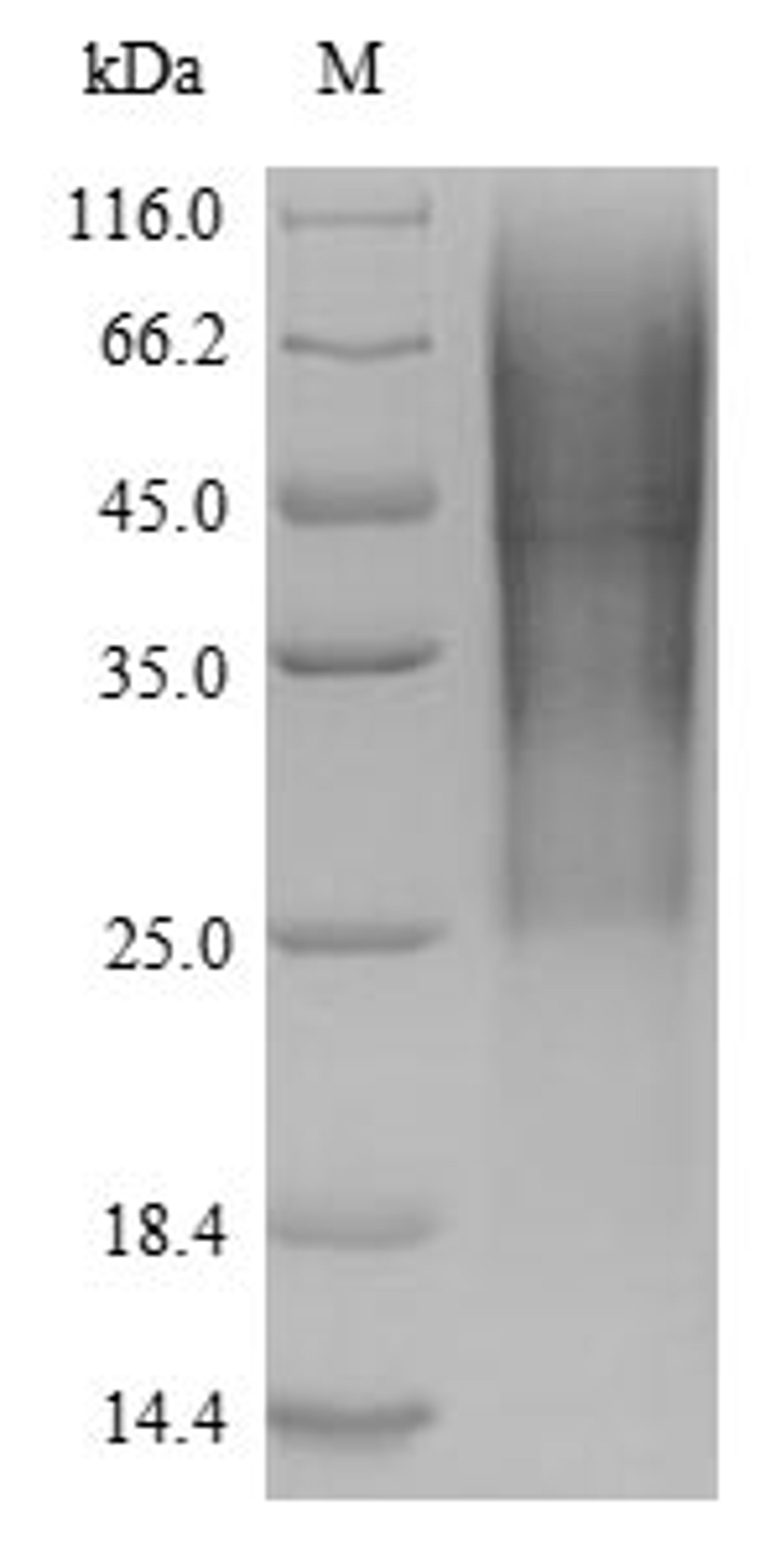 The reducing (R) protein migrates as 60 kDa in SDS-PAGE may be due to glycosylation.