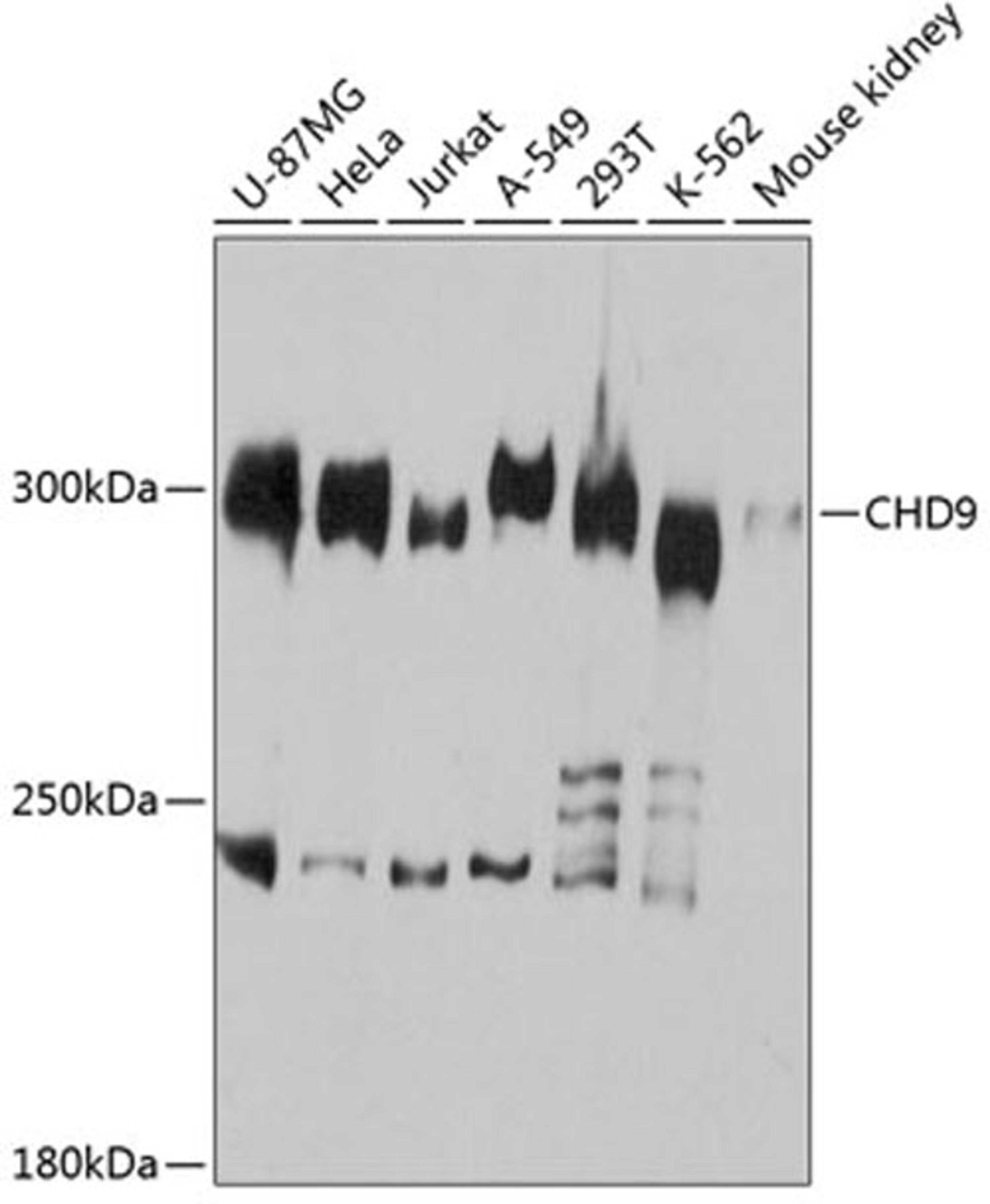 Western blot - CHD9 antibody (A12147)