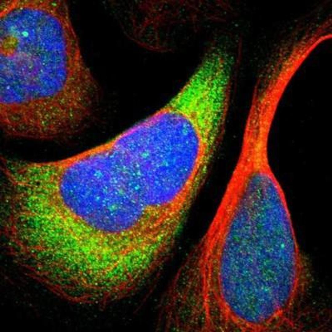 Immunocytochemistry/Immunofluorescence: RPS24 Antibody [NBP1-80803] - Staining of human cell line U-2 OS shows positivity in nucleus & cytoplasm.