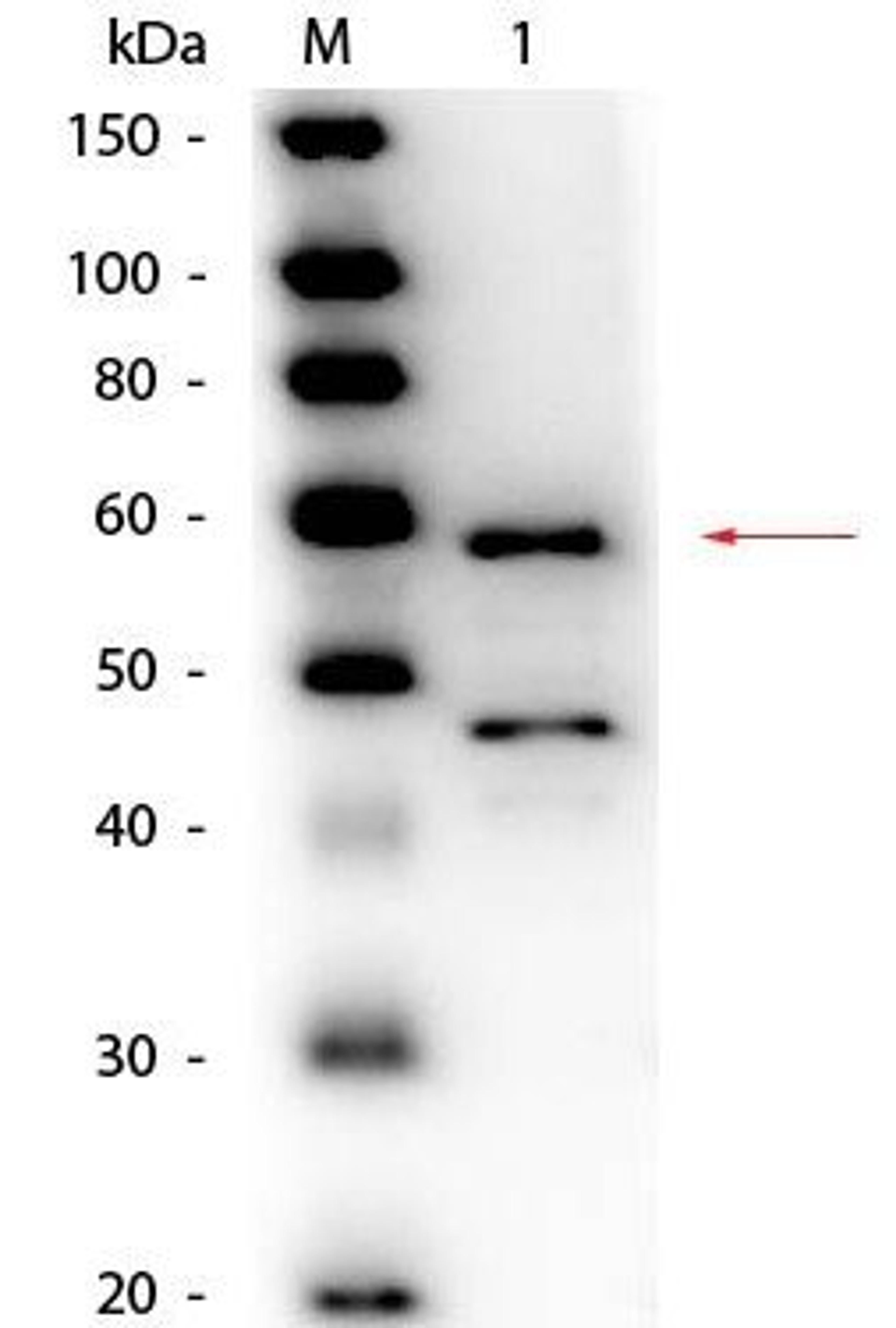 Western blot analysis of Lane 1: Bilirubin Oxidase (Myrothecium verrucaria). Load: 50 ng per lane using Bilirubin Oxidase antibody (Peroxidase)