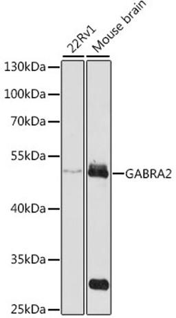 Western blot - GABRA2 antibody (A1803)