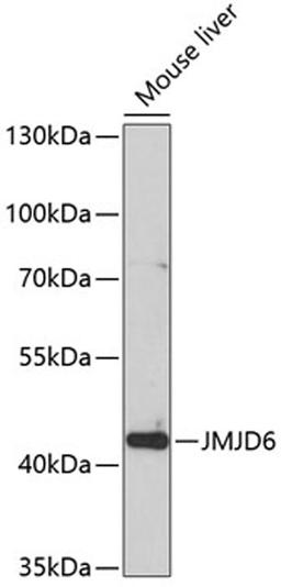 Western blot - JMJD6 antibody (A5840)