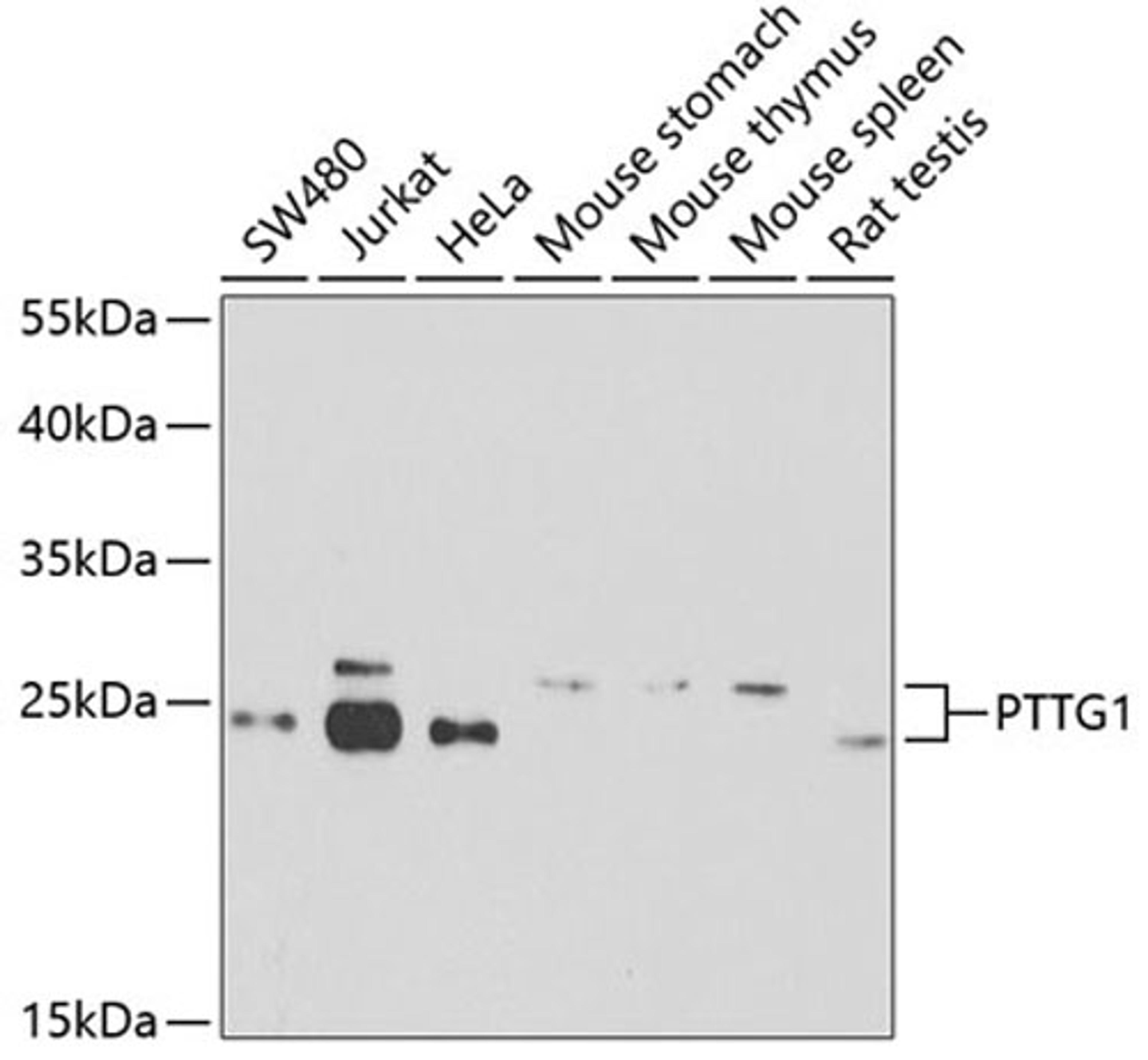 Western blot - PTTG1 antibody (A8307)