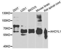 Western blot analysis of extracts of various cell lines using AHCYL1 antibody