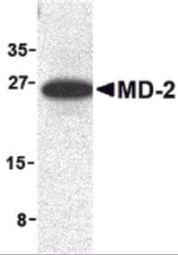 Western blot analysis of MD-2 in mouse spleen cell lysate with MD-2 antibody at 1 &#956;g/mL. 