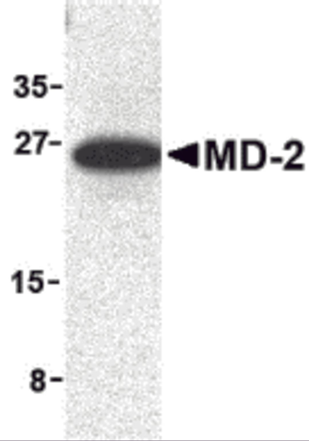 Western blot analysis of MD-2 in mouse spleen cell lysate with MD-2 antibody at 1 μg/mL.