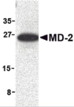 Western blot analysis of MD-2 in mouse spleen cell lysate with MD-2 antibody at 1 μg/mL.