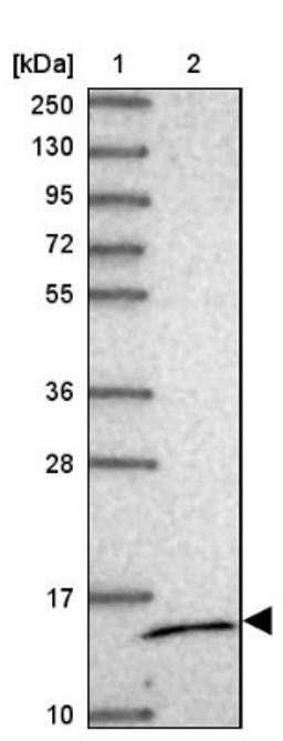 Western Blot: MRPS14 Antibody [NBP2-13622] - Lane 1: Marker [kDa] 250, 130, 95, 72, 55, 36, 28, 17, 10<br/>Lane 2: Human cell line RT-4