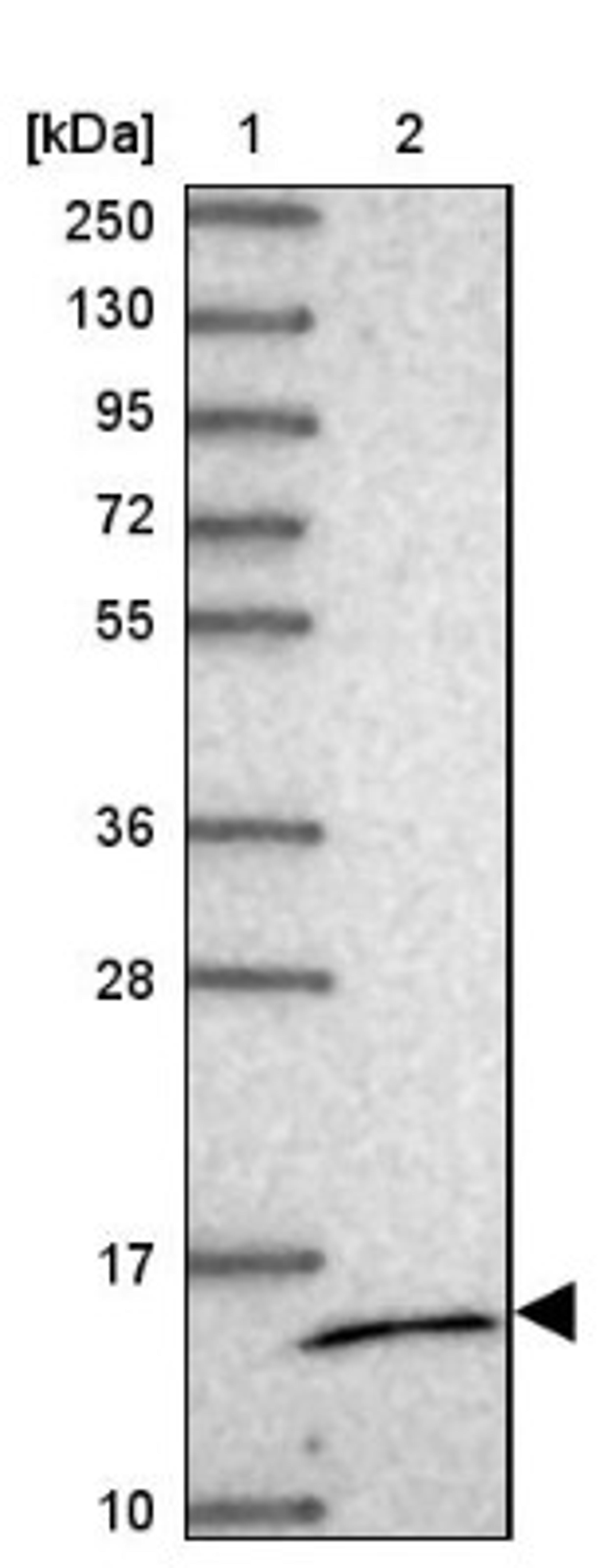 Western Blot: MRPS14 Antibody [NBP2-13622] - Lane 1: Marker [kDa] 250, 130, 95, 72, 55, 36, 28, 17, 10<br/>Lane 2: Human cell line RT-4