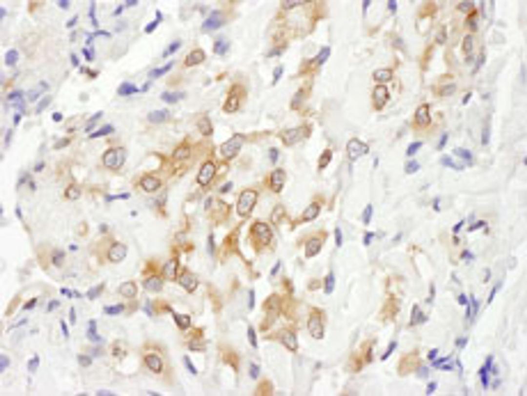 Detection of human Septin 7 by immunohistochemistry.