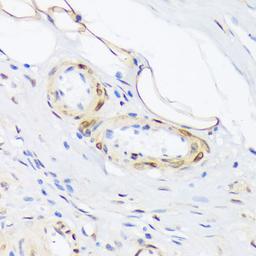 Immunohistochemistry  - Phospho-phospholamban-T17 antibody (AP0910)