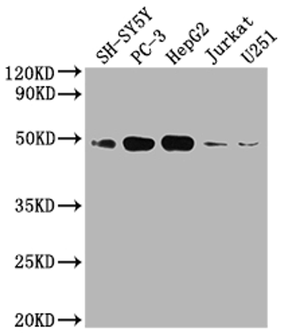 Western Blot. Positive WB detected in: SH-SY5Y whole cell lysate, PC3 whole cell lysate, HepG2 whole cell lysate, Jurkat whole cell lysate, U251 whole cell lysate. All lanes: EDG1 antibody at 1:2000. Secondary. Goat polyclonal to rabbit IgG at 1/50000 dilution. Predicted band size: 43 kDa. Observed band size: 43 kDa. 