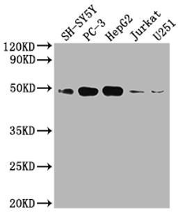 Western Blot. Positive WB detected in: SH-SY5Y whole cell lysate, PC3 whole cell lysate, HepG2 whole cell lysate, Jurkat whole cell lysate, U251 whole cell lysate. All lanes: EDG1 antibody at 1:2000. Secondary. Goat polyclonal to rabbit IgG at 1/50000 dilution. Predicted band size: 43 kDa. Observed band size: 43 kDa. 