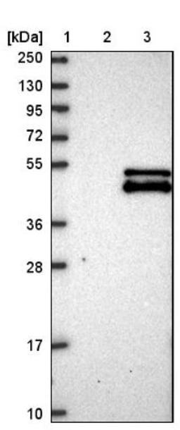 Western Blot: MTERFD2 Antibody [NBP1-81055] - Lane 1: Marker [kDa] 250, 130, 95, 72, 55, 36, 28, 17, 10<br/>Lane 2: Negative control (vector only transfected HEK293T lysate)<br/>Lane 3: Over-expression lysate (Co-expressed with a C-terminal myc-DDK tag (~3.1 kDa) in mammalian HEK293T cells, LY405521)