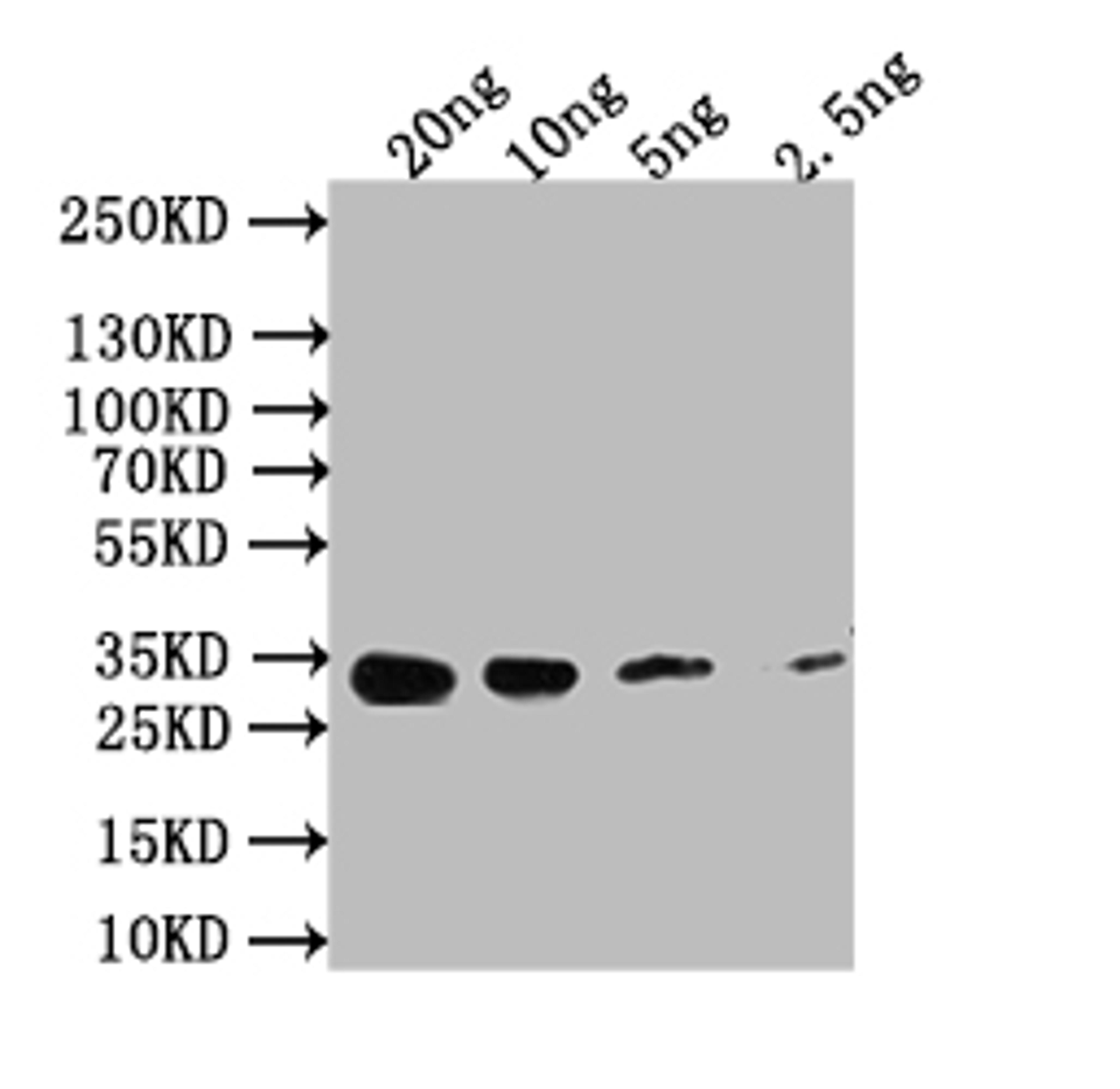 Western Blot. Positive WB detected in: recombinant protein. All lanes: Nmdar1 Antibody at 1:1000. Secondary. Goat polyclonal to rabbit IgG at 1/50000 dilution. Predicted band size: 34 kDa. Observed band size: 34 kDa.