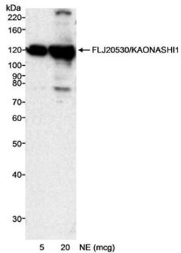 Detection of human FLJ20530/KAONASHI1 by western blot.