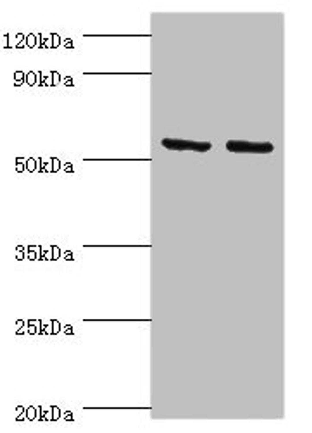 Western blot. All lanes: Tyrosine--tRNA ligase, mitochondrial antibody at 15ug/ml. Lane 1: K562 whole cell lysate. Lane 2: HepG2 whole cell lysate. Secondary. Goat polyclonal to rabbit IgG at 1/10000 dilution. Predicted band size: 53 kDa. Observed band size: 53 kDa.