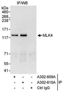 Detection of human MLK4 by western blot of immunoprecipitates.