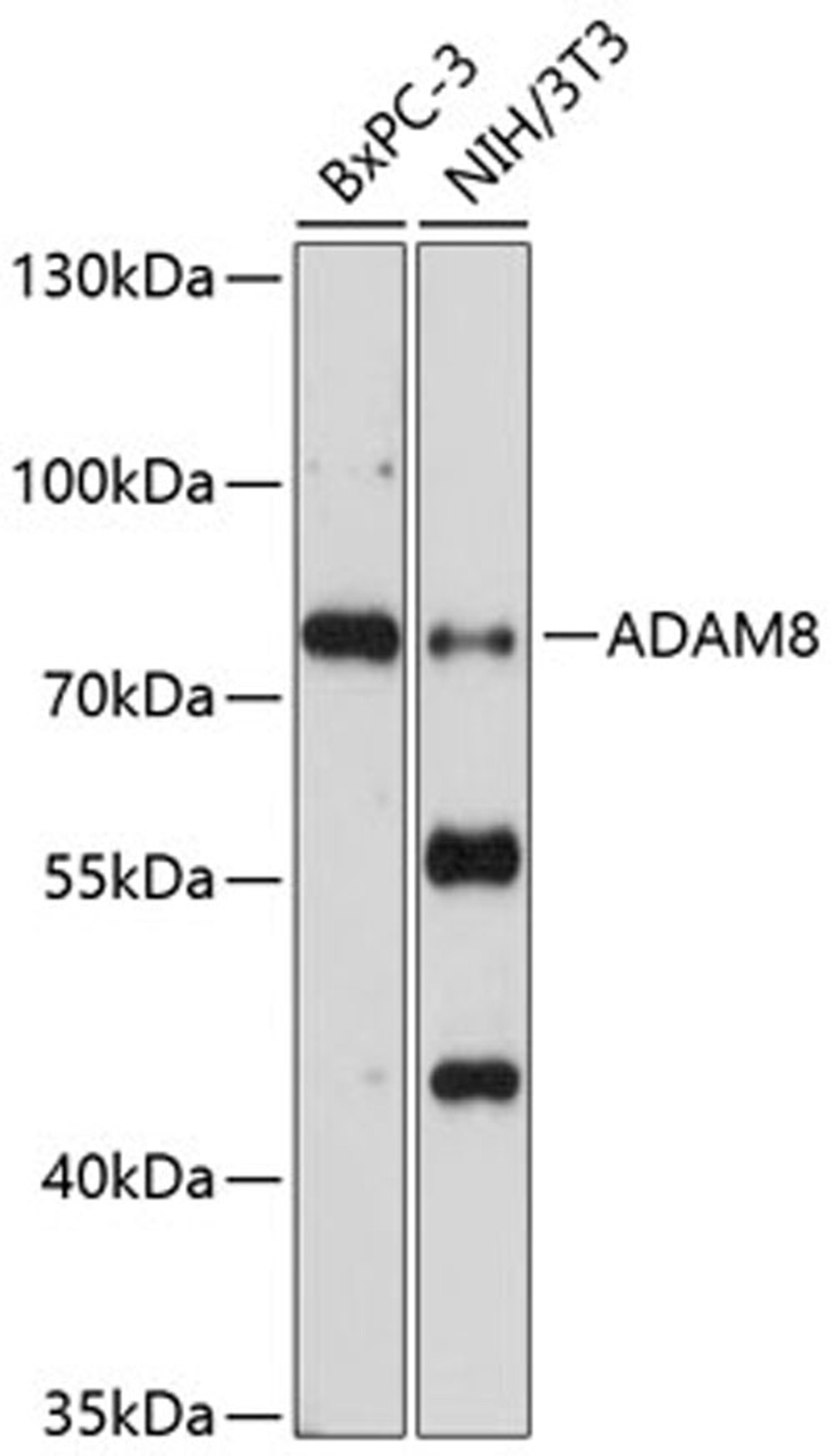 Western blot - ADAM8 antibody (A10497)