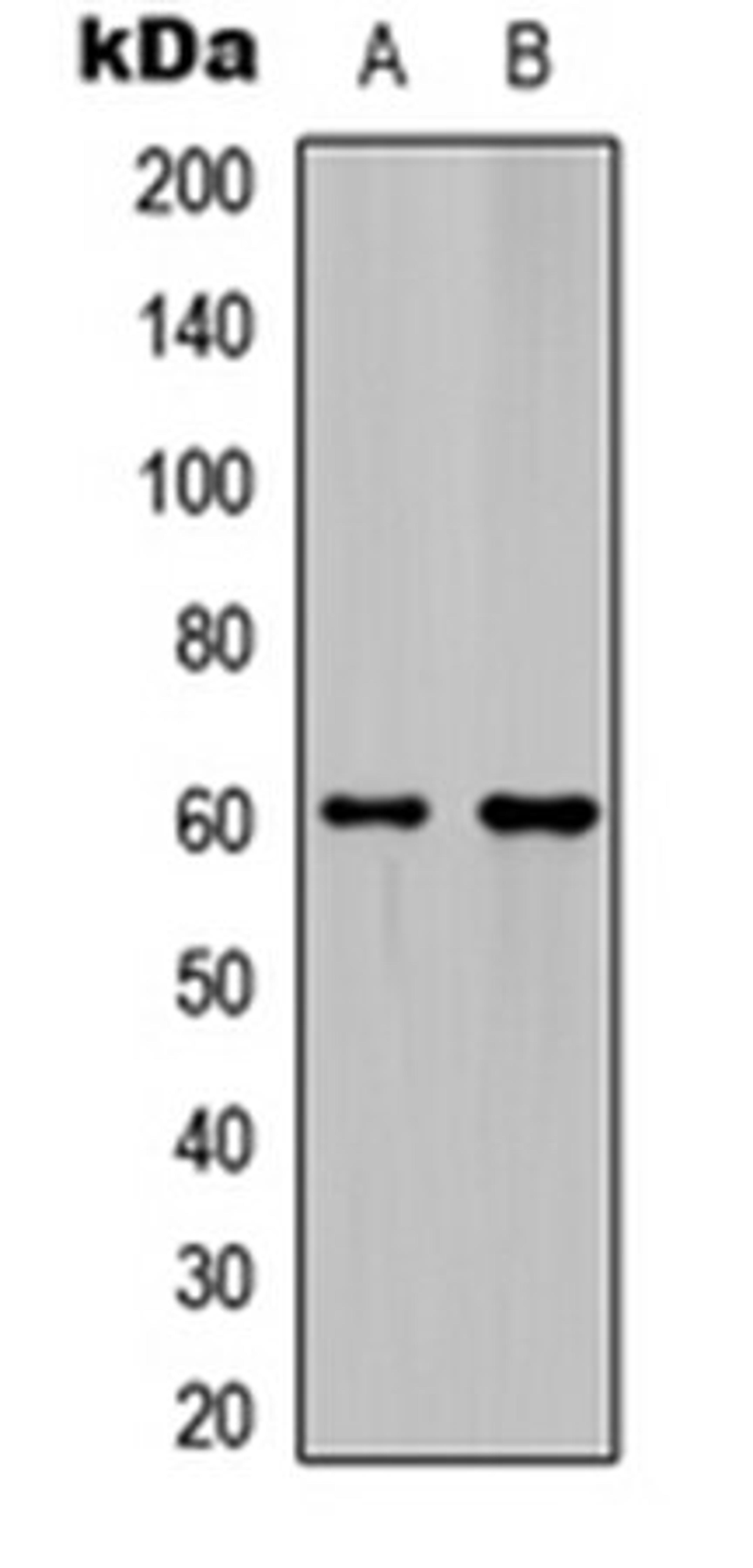 Western blot analysis of HeLa (Lane 1), mouse hippocampus (Lane 2) whole cell lysates using Ephrin B1/2 antibody