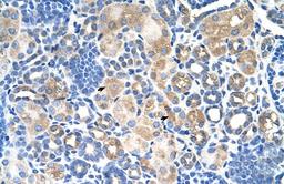 Antibody used in IHC on Human kidney.