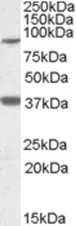 46-947 (1ug/ml) staining of Frontal Cortex lysate (35ug protein in RIPA buffer). Primary incubation was 1 hour. Detected by chemiluminescence.