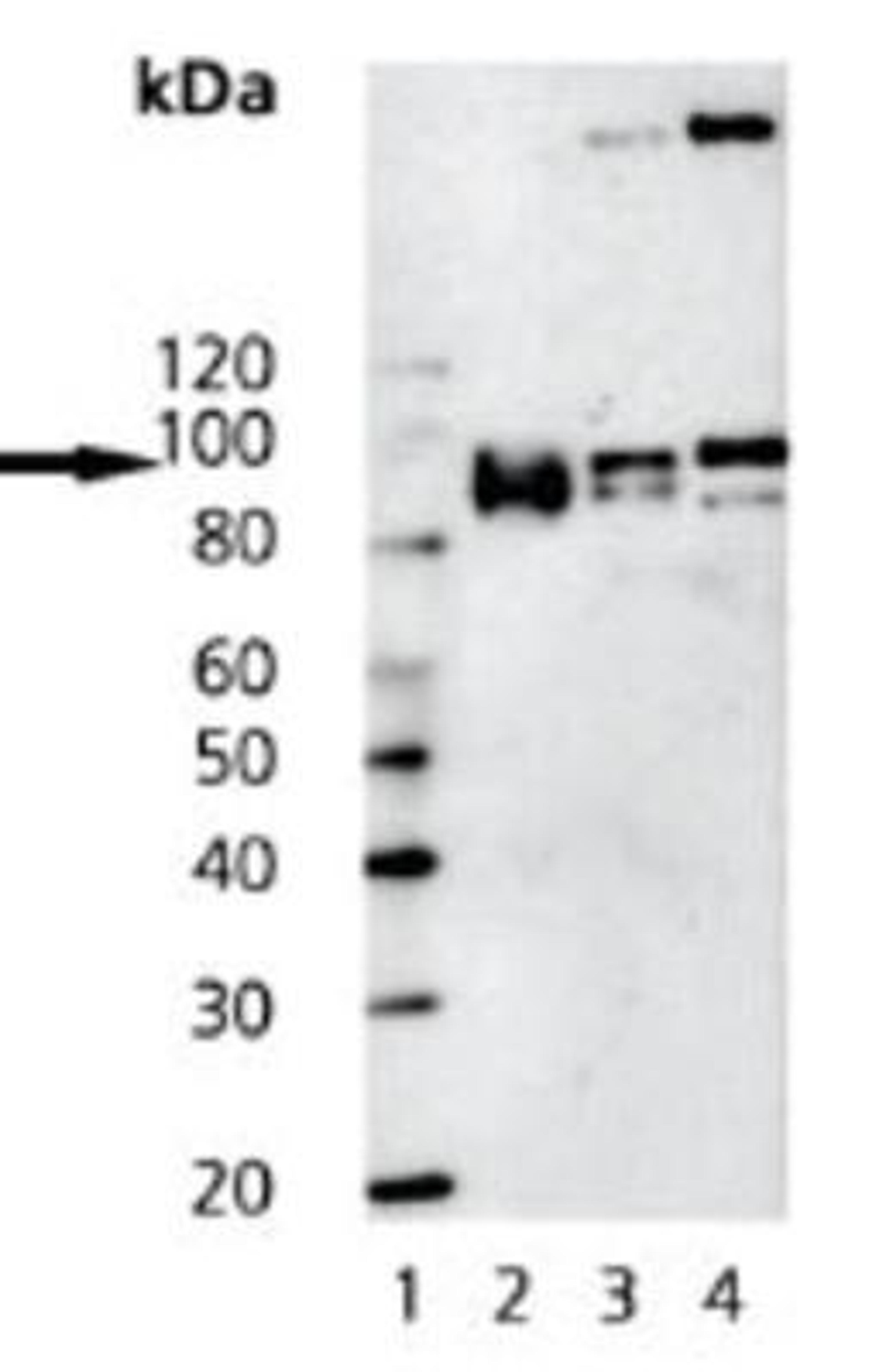 Western Blot: Insulin Receptor beta Antibody (C18C4) [NBP1-19192] - MW marker (1), MCF-7 (2), Rat-2 (3), and L-929 (4) cells probed with Insulin Receptor beta Monoclonal Antibody (C18C4)