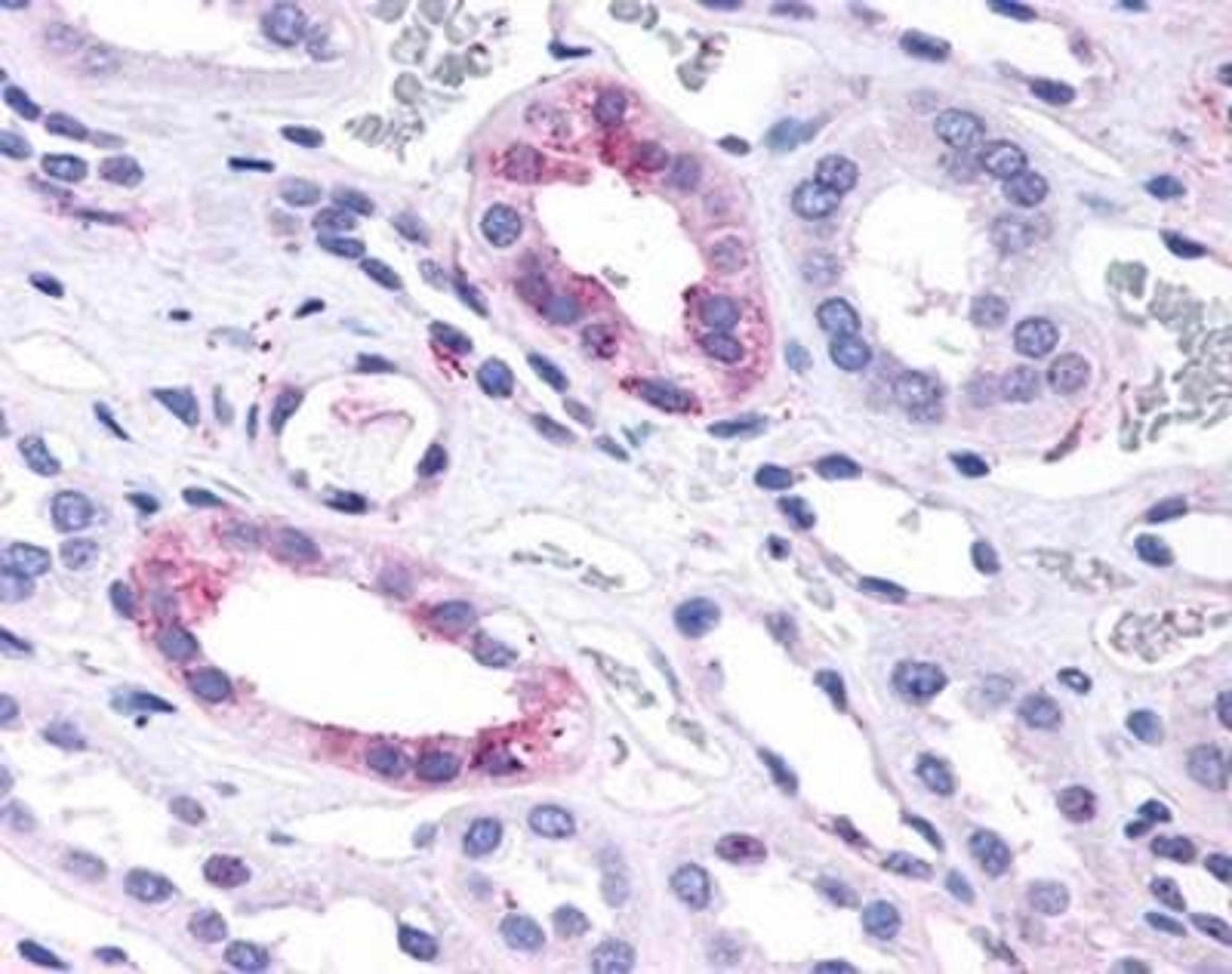 Immunohistochemistry-Paraffin: GPR146 Antibody [NBP1-02659] - Staining of human kidney. Formalin-fixed, paraffin-embedded tissue after heat-induced antigen retrieval. Antibody concentration 14 ug/ml.