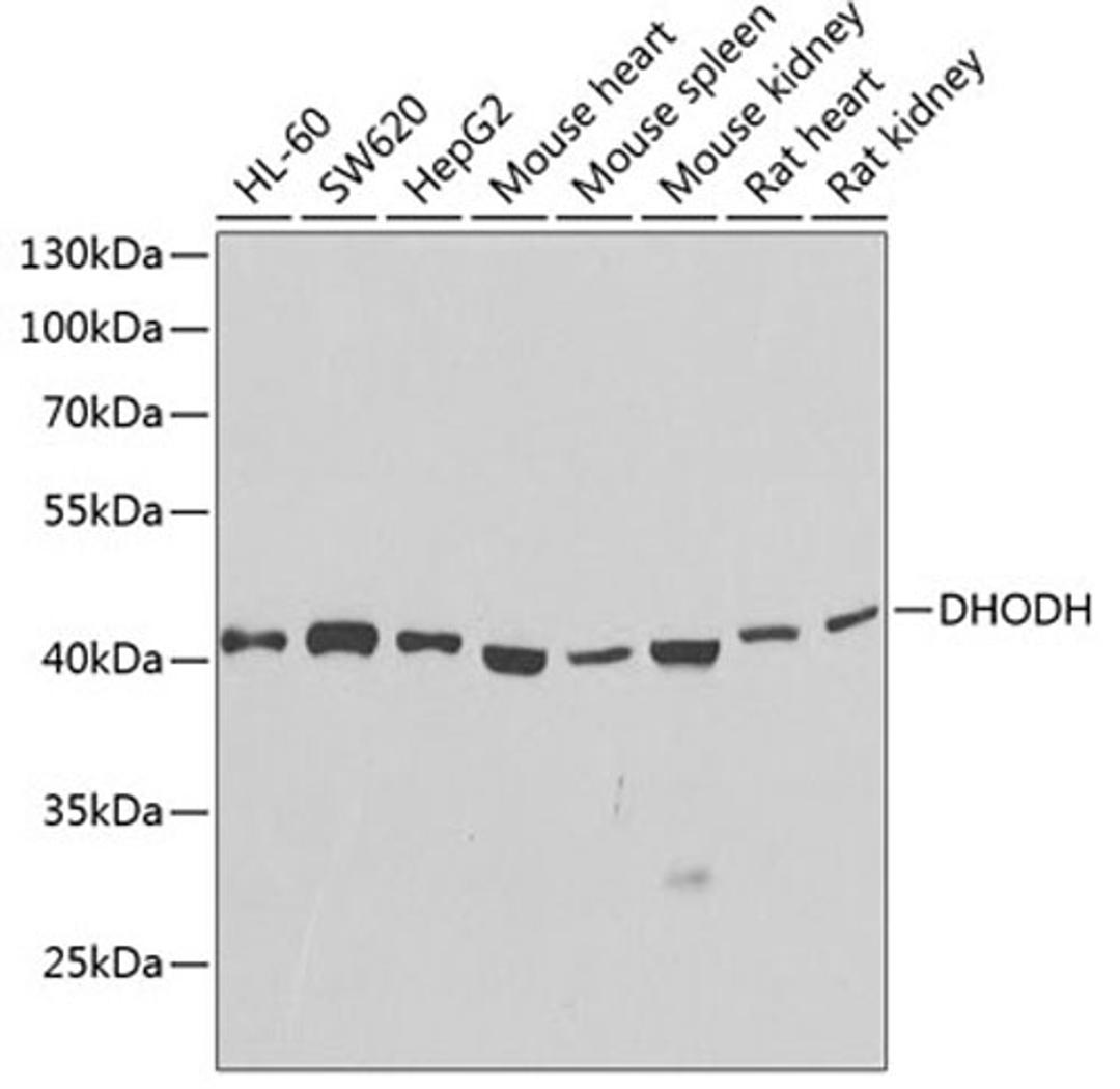 Western blot - DHODH antibody (A13295)