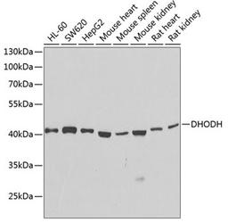 Western blot - DHODH antibody (A13295)