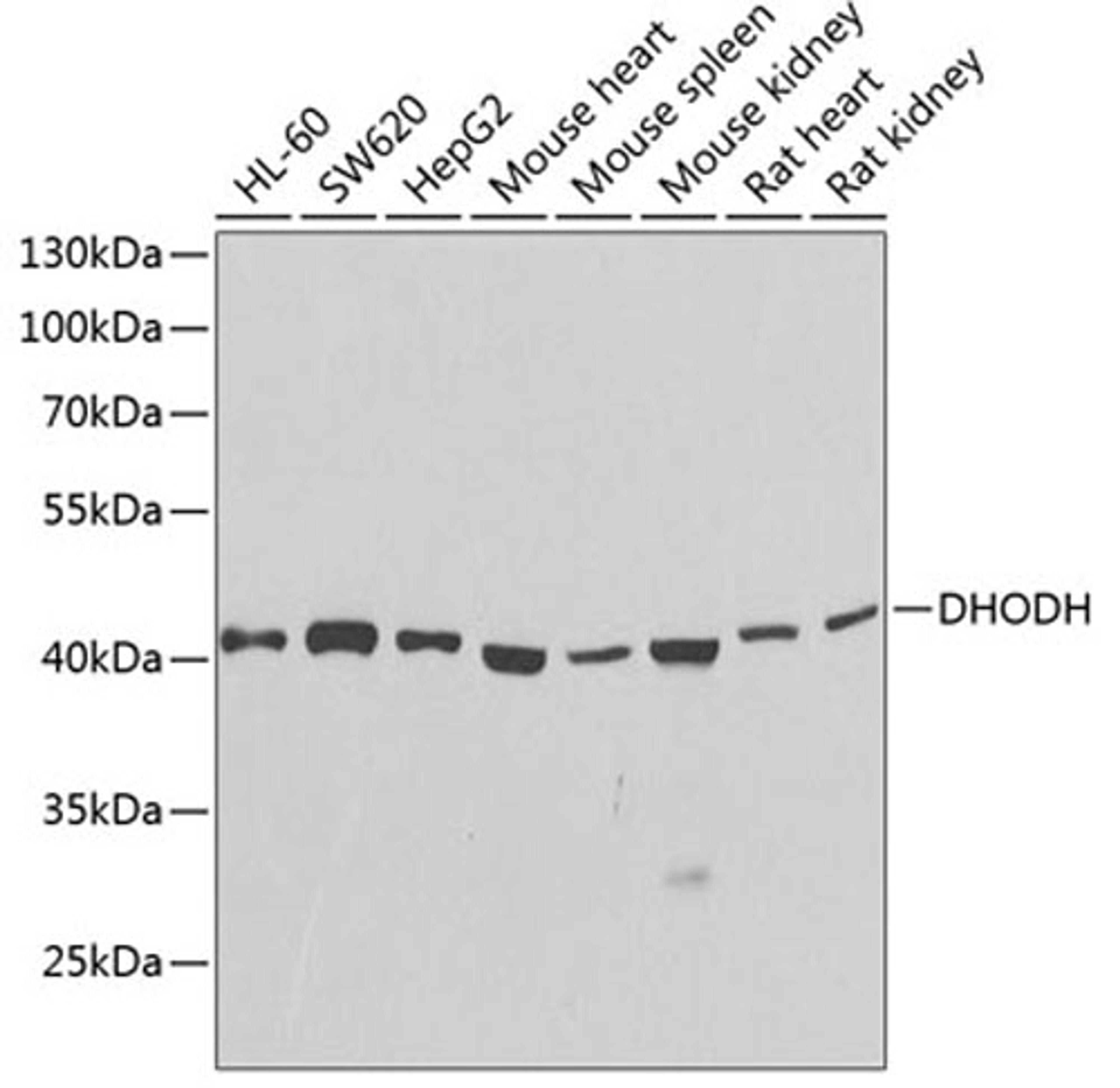 Western blot - DHODH antibody (A13295)