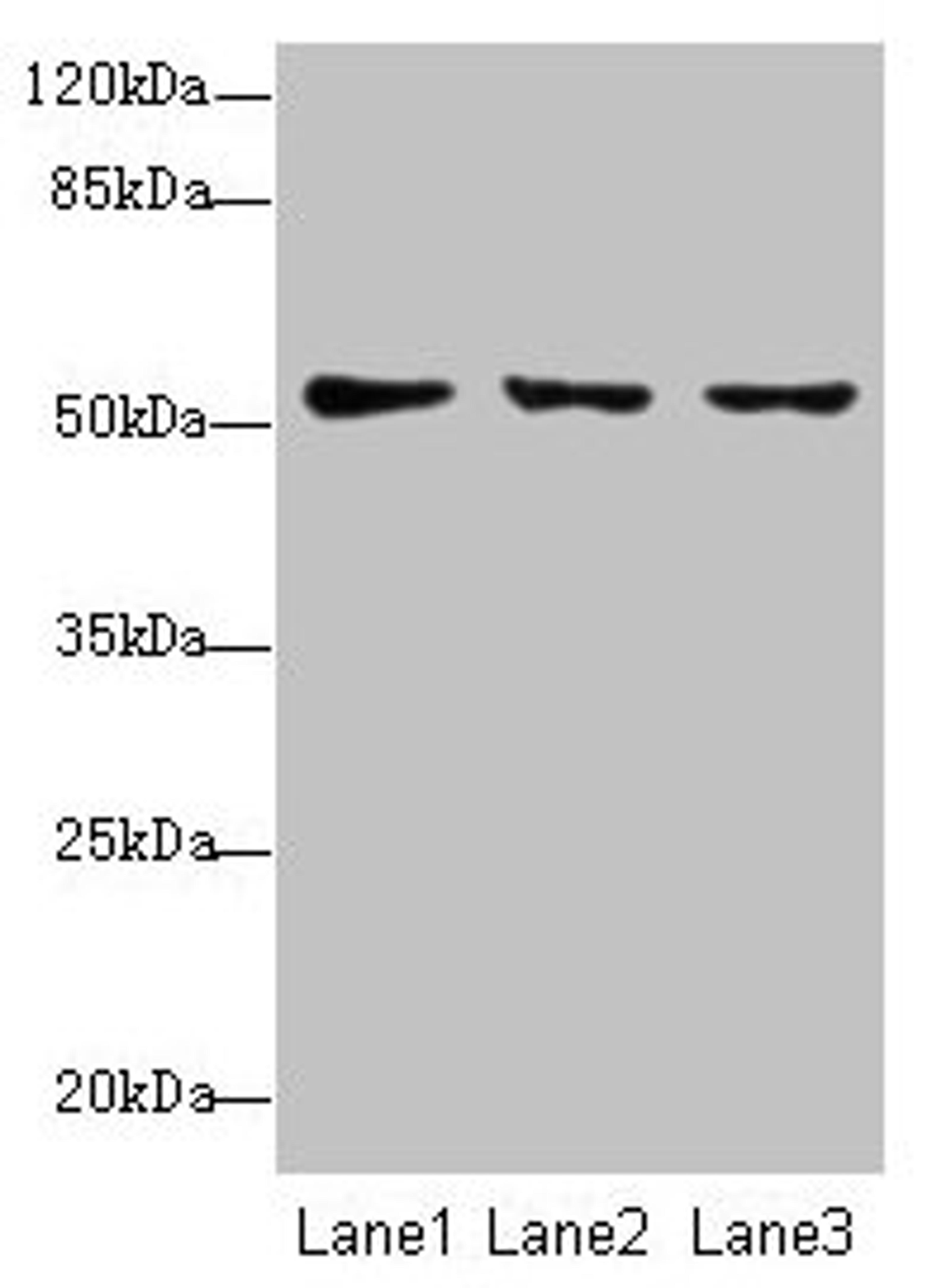 Western blot. All lanes: SLC46A2 antibody at 8µg/ml. Lane 1: HT29 whole cell lysate. Lane 2: Mouse liver tissue. Lane 3: Mouse kidney tissue. Secondary. Goat polyclonal to rabbit IgG at 1/10000 dilution. Predicted band size: 52 kDa. Observed band size: 52 kDa