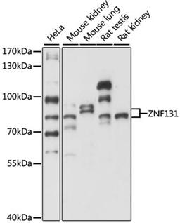 Western blot - ZNF131 antibody (A15331)