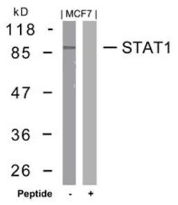 Western blot analysis of lysed extracts from MCF7 cells using STAT1 (Ab-727).