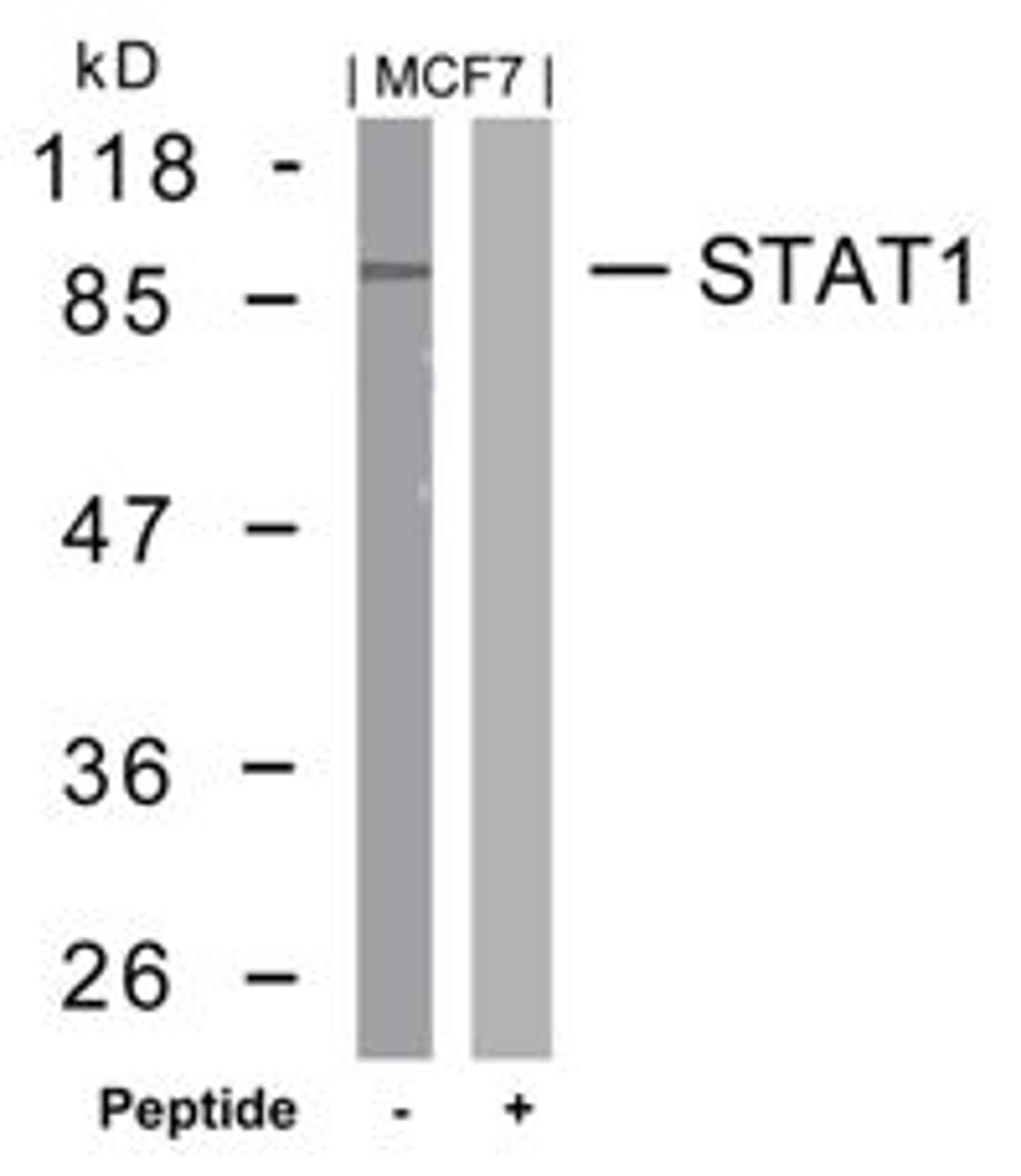 Western blot analysis of lysed extracts from MCF7 cells using STAT1 (Ab-727).